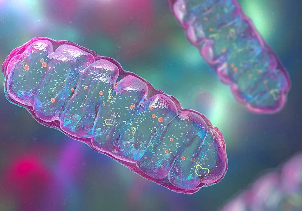 Funkcjonowanie Mitochondriów